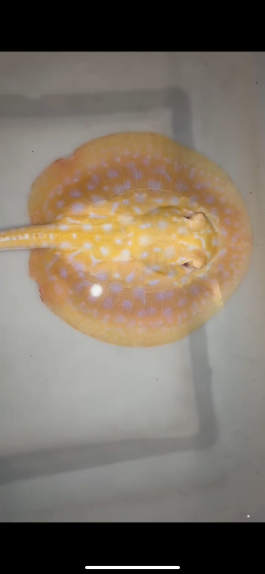 Freshwater stingray goldenbase hybrid albino female 6inch