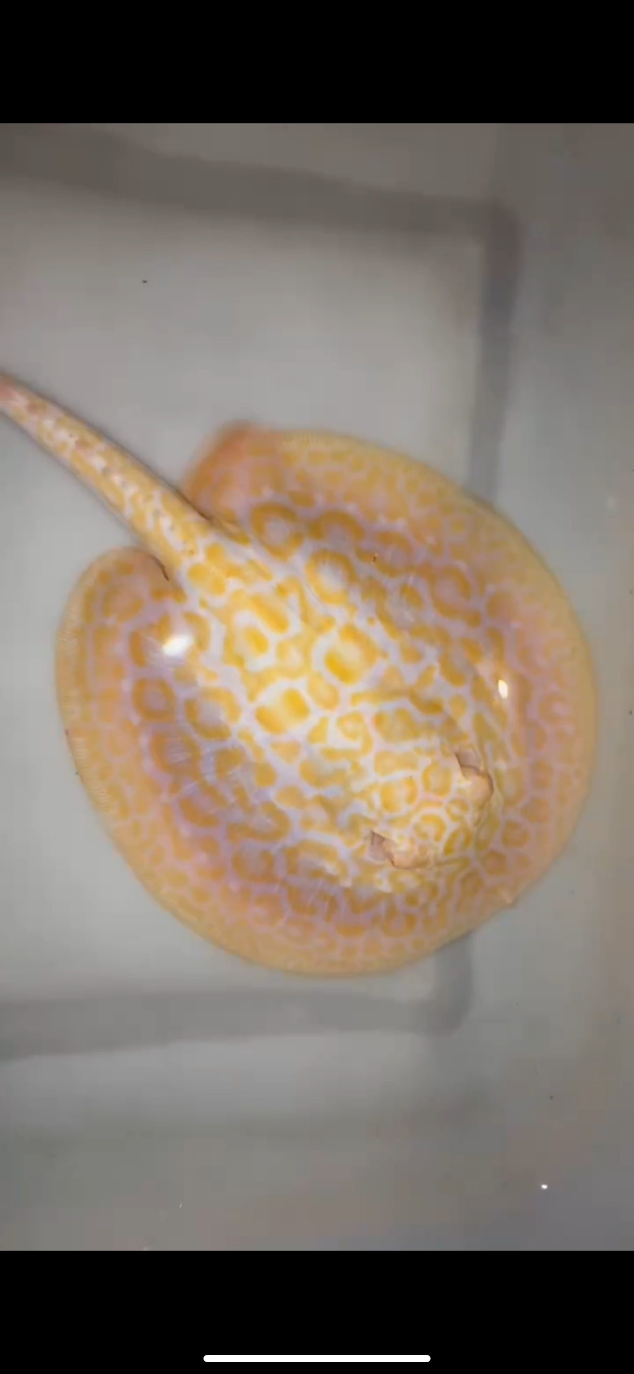 Freshwater stingray goldenbase hybrid albino female 6inch