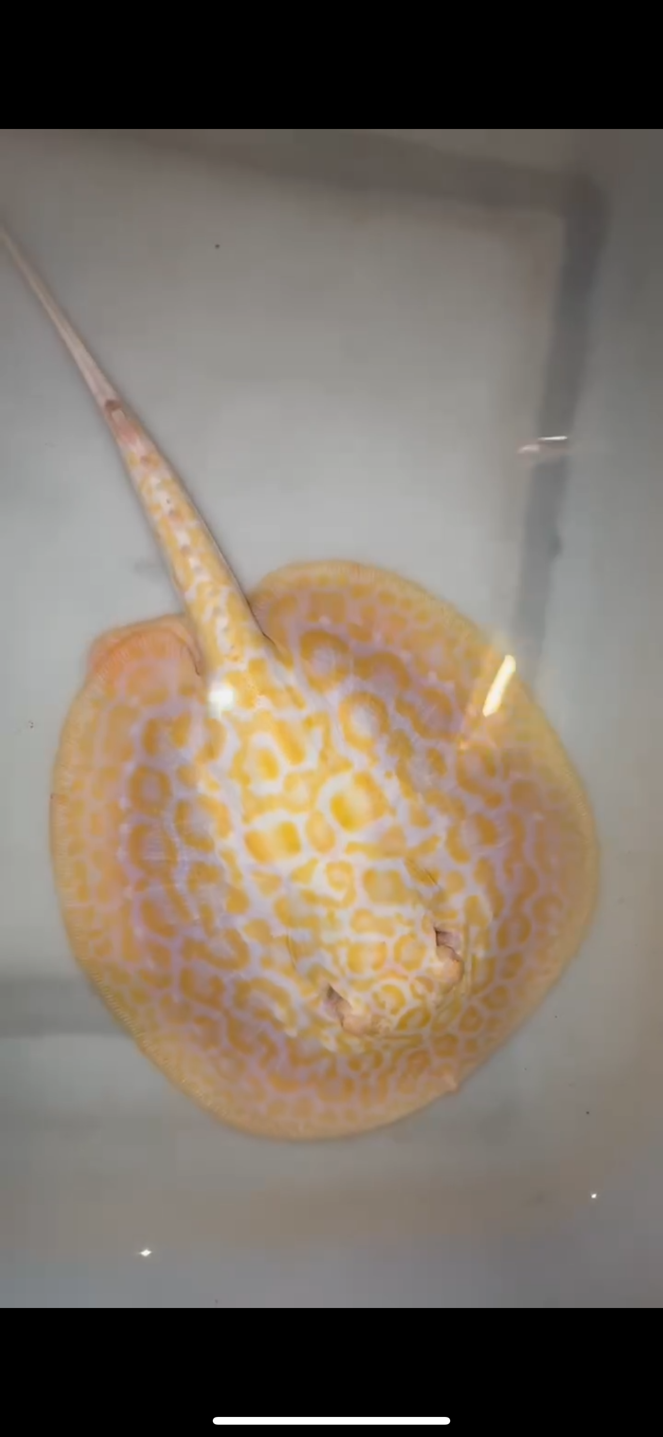 Freshwater stingray goldenbase hybrid albino female 6inch