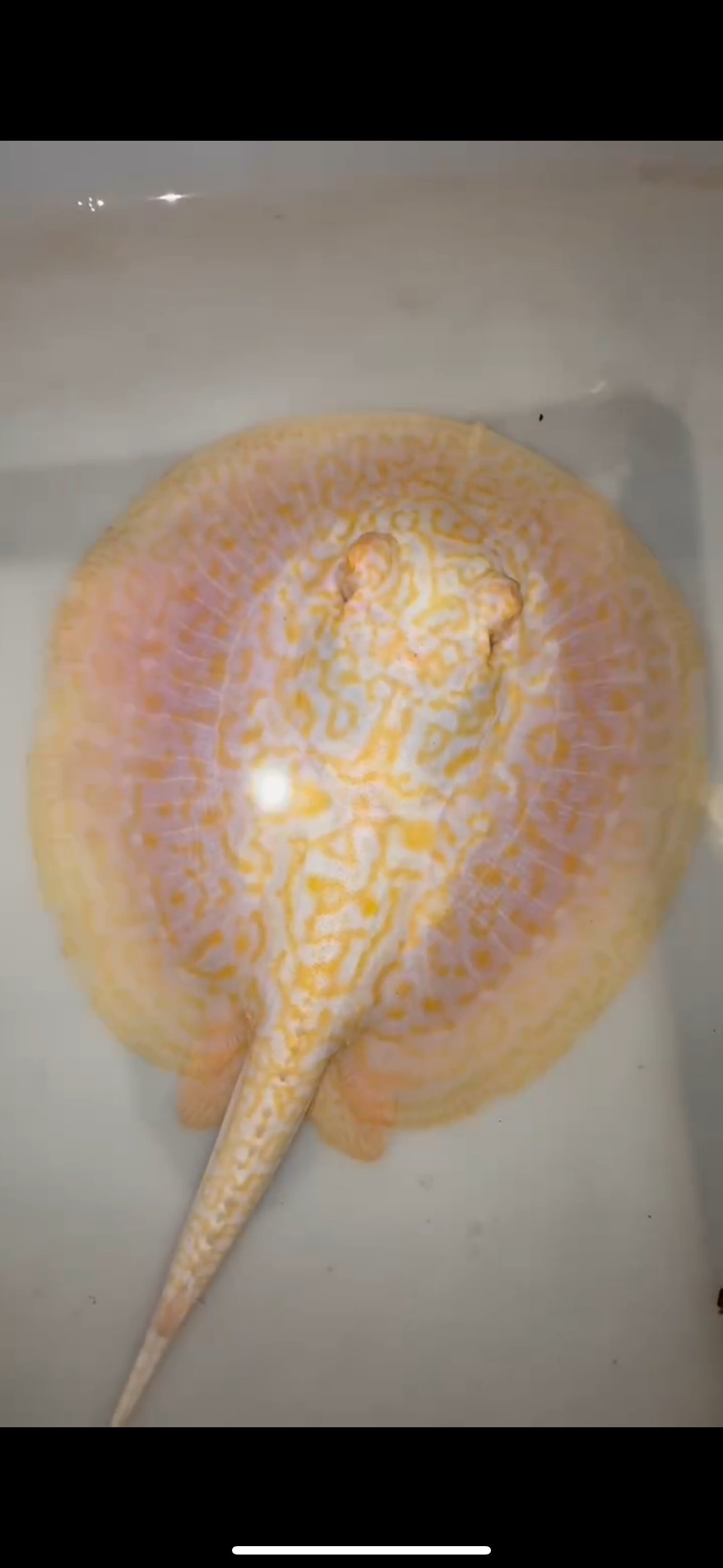 Freshwater stingray goldenbase hybrid albino female 6inch