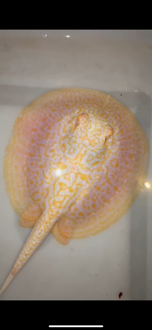 Freshwater stingray goldenbase hybrid albino female 6inch