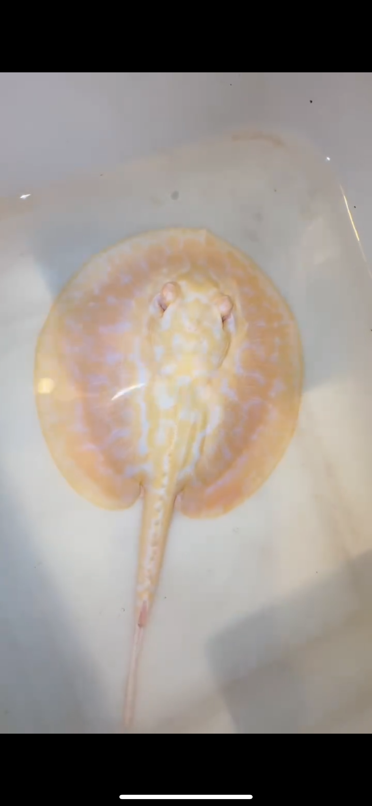 Freshwater stingray goldenbase hybrid albino male 6inch