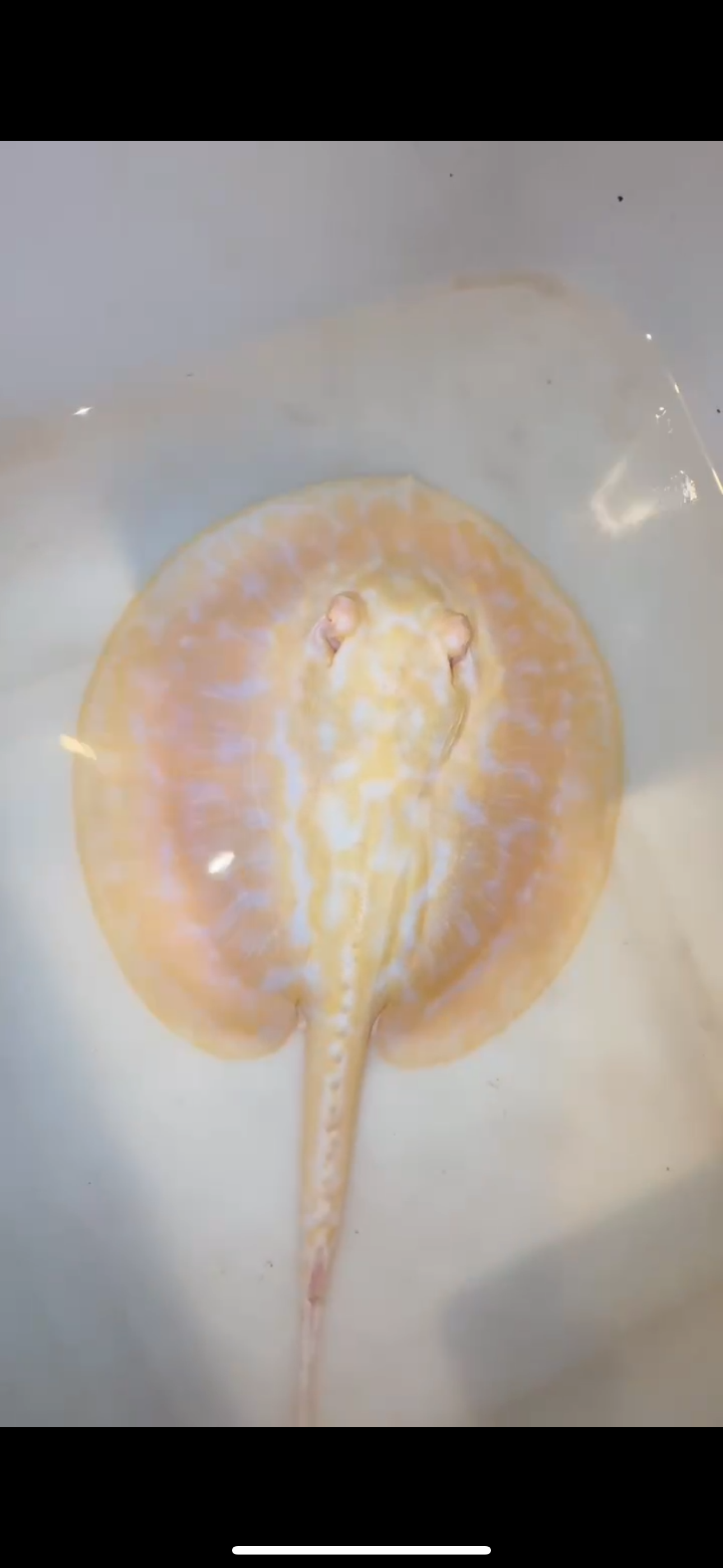 Freshwater stingray goldenbase hybrid albino male 6inch