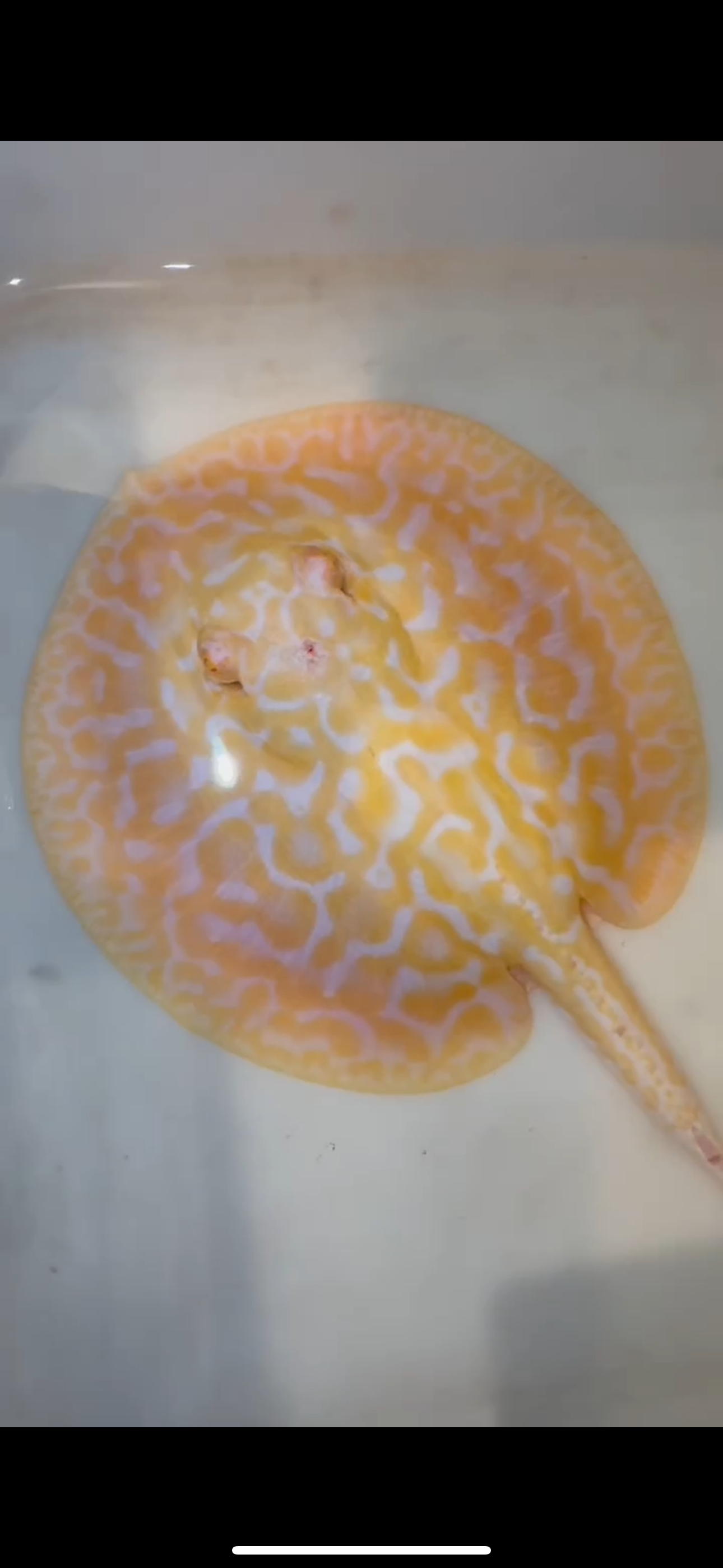 Freshwater stingray goldenbase hybrid albino male 7inch