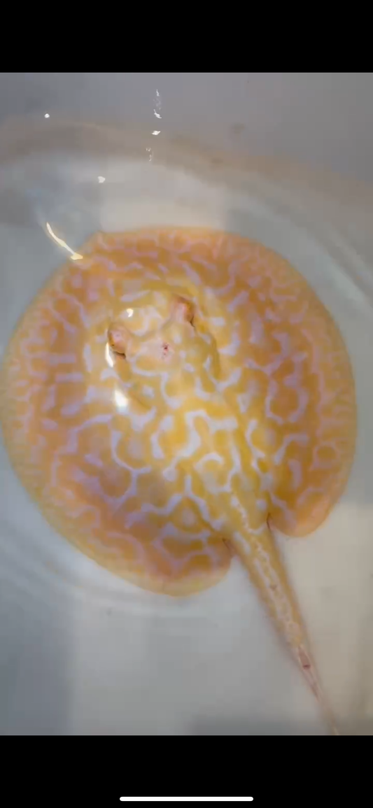 Freshwater stingray goldenbase hybrid albino male 7inch