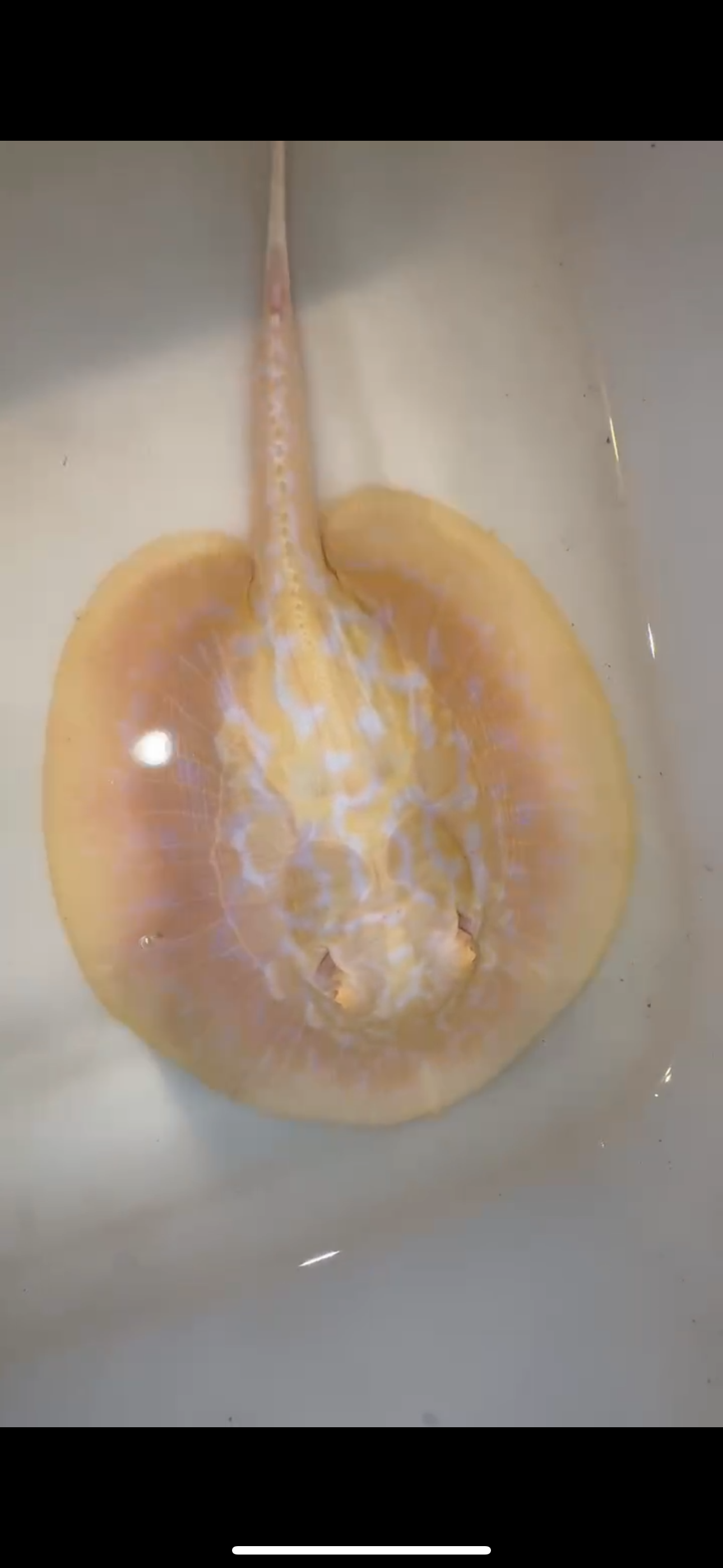 Freshwater stingray goldenbase hybrid albino female 5inch