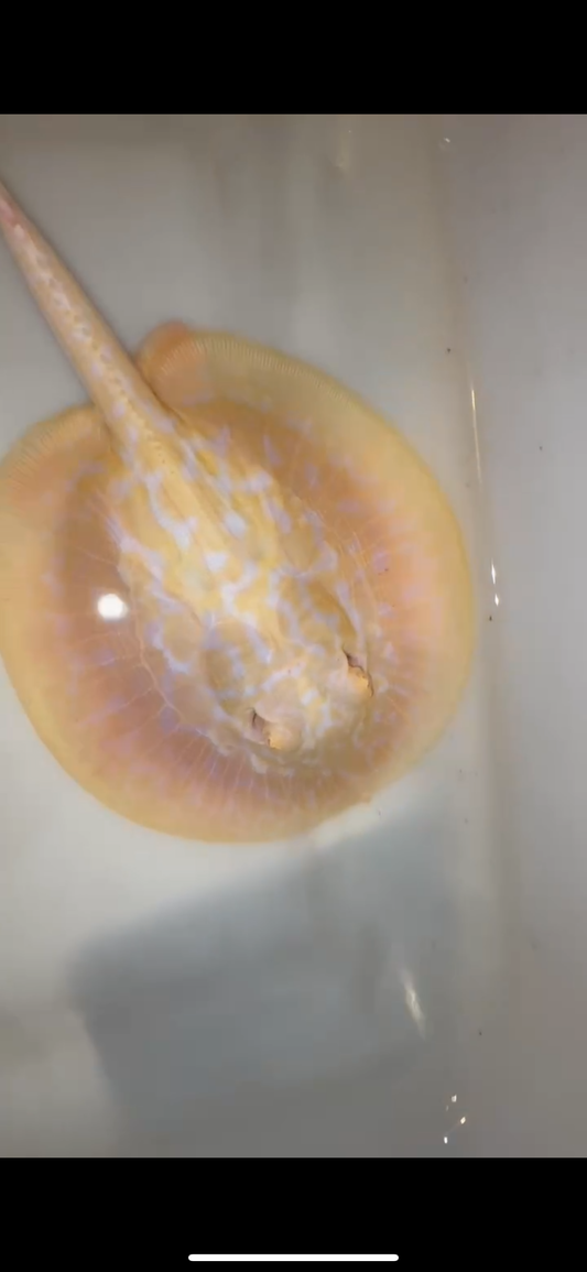 Freshwater stingray goldenbase hybrid albino female 5inch