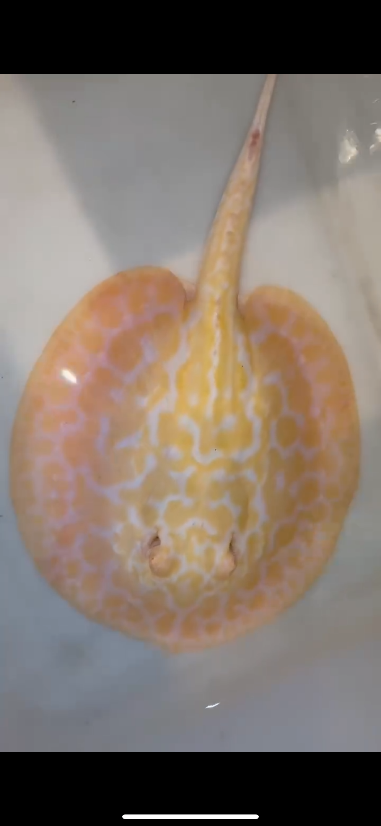 Freshwater stingray goldenbase hybrid albino male 7inch