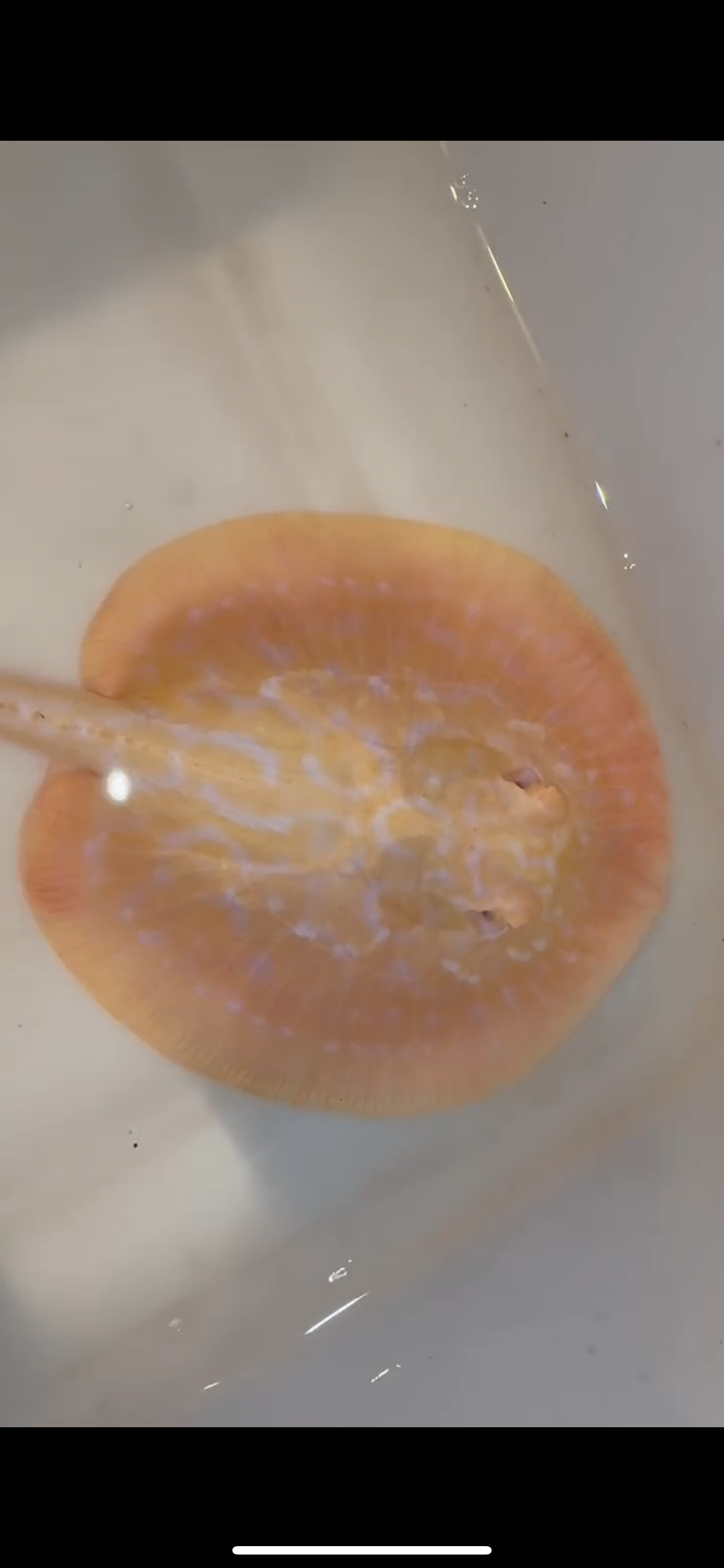 Freshwater stingray goldenbase hybrid albino female 6inch