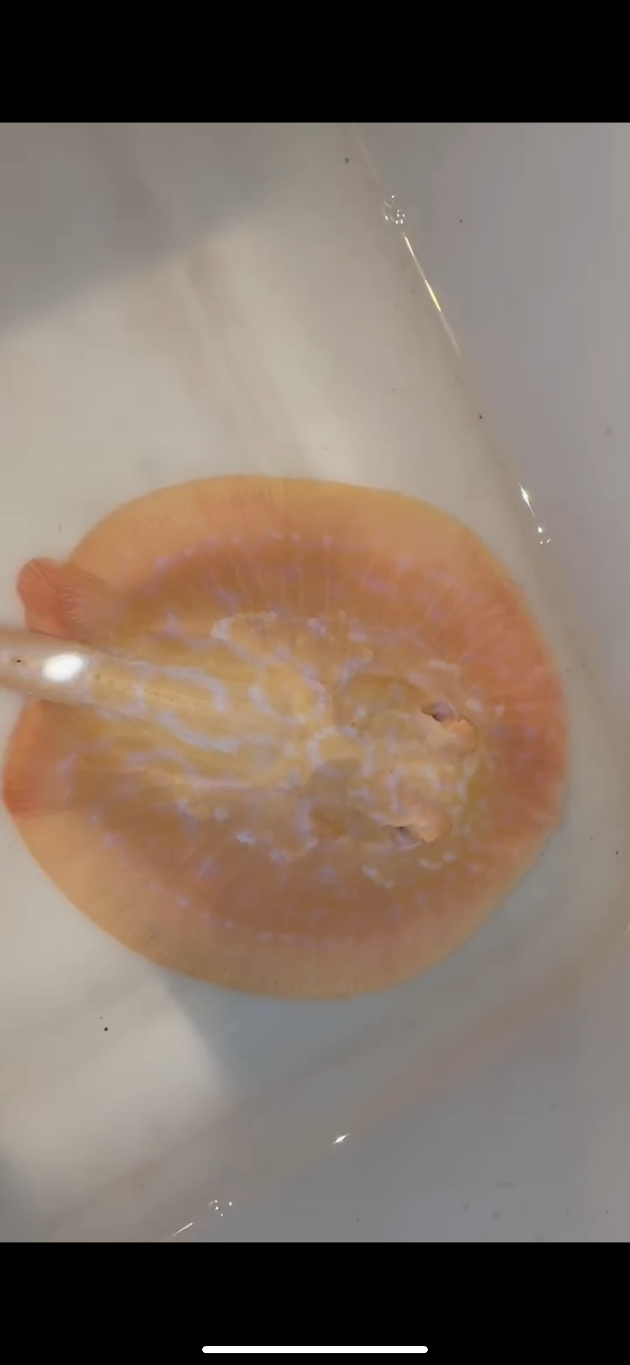 Freshwater stingray goldenbase hybrid albino female 6inch