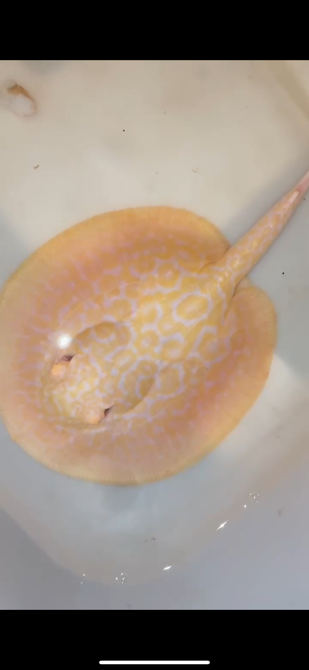 Freshwater stingray goldenbase hybrid albino female 6inch