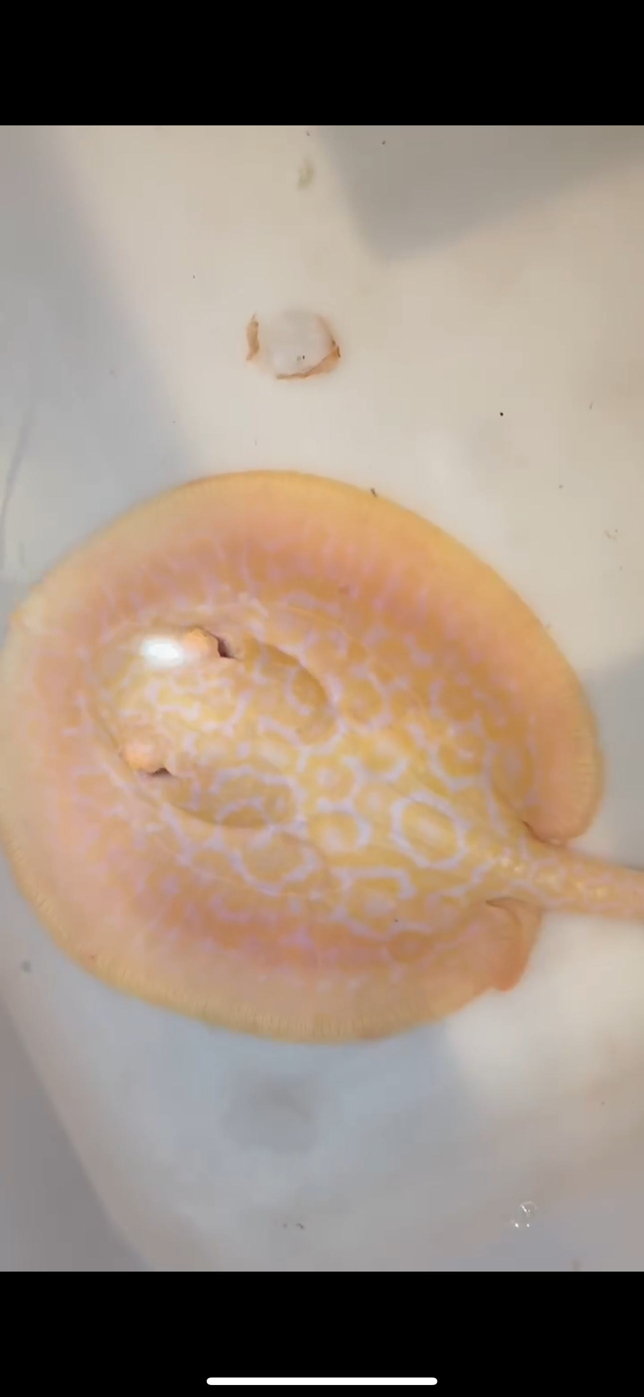 Freshwater stingray goldenbase hybrid albino female 6inch