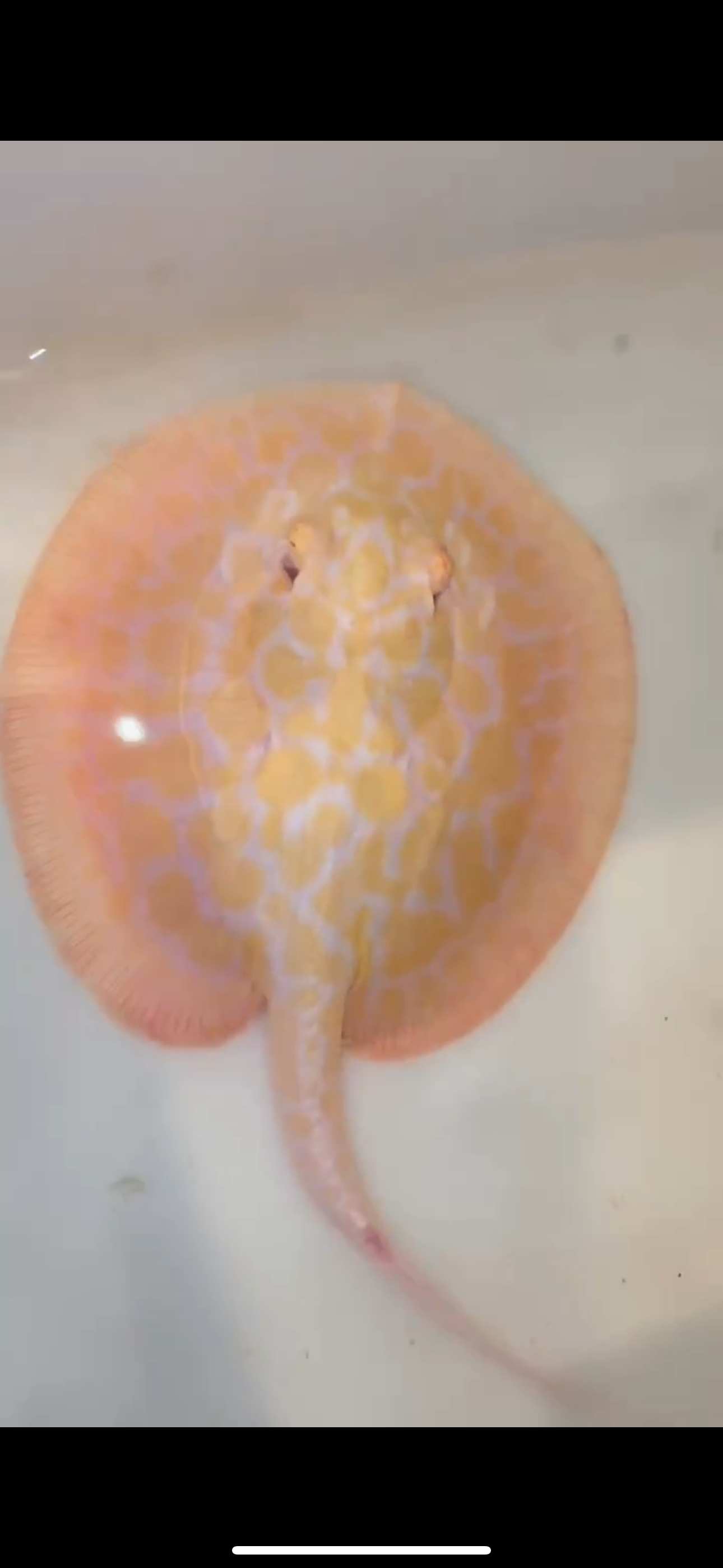 Freshwater stingray goldenbase hybrid albino male 6inch