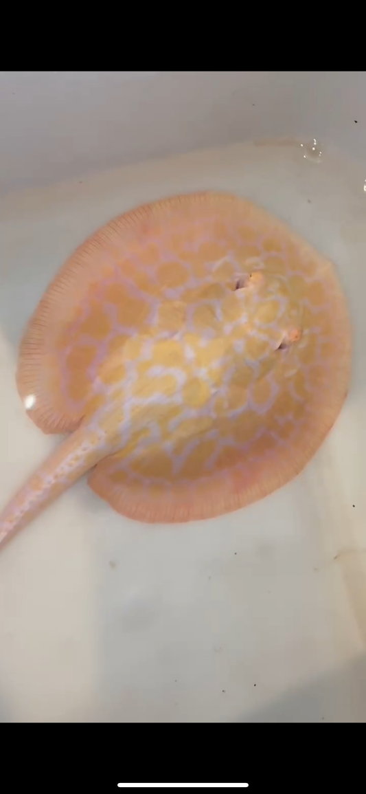 Freshwater stingray goldenbase hybrid albino male 6inch