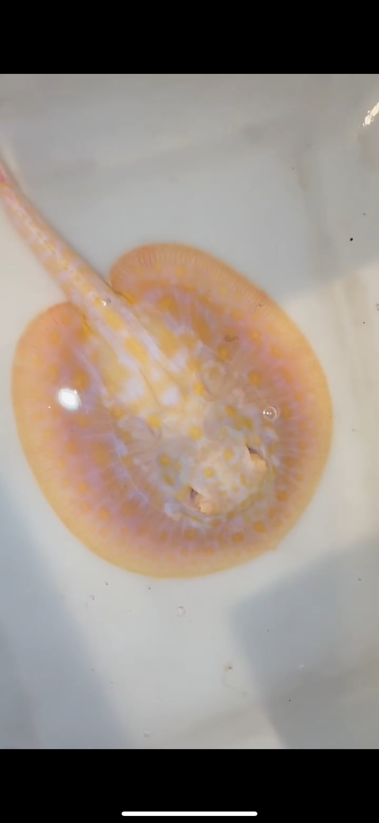 Freshwater stingray goldenbase hybrid albino female 6inch