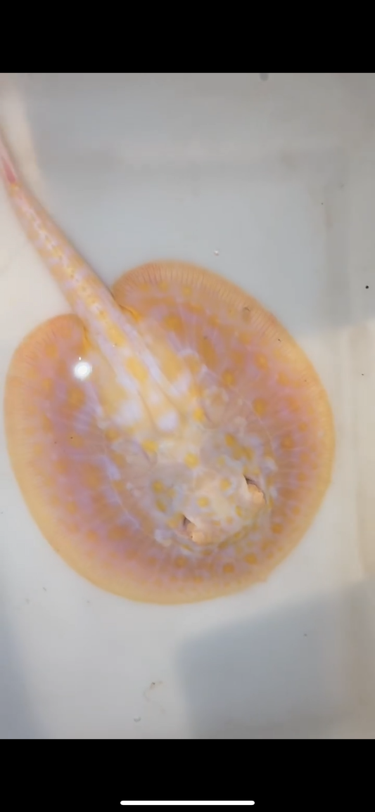 Freshwater stingray goldenbase hybrid albino female 6inch