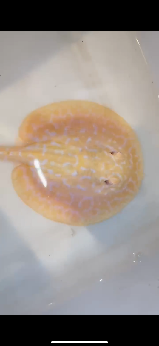 Freshwater stingray goldenbase hybrid albino female 6inch