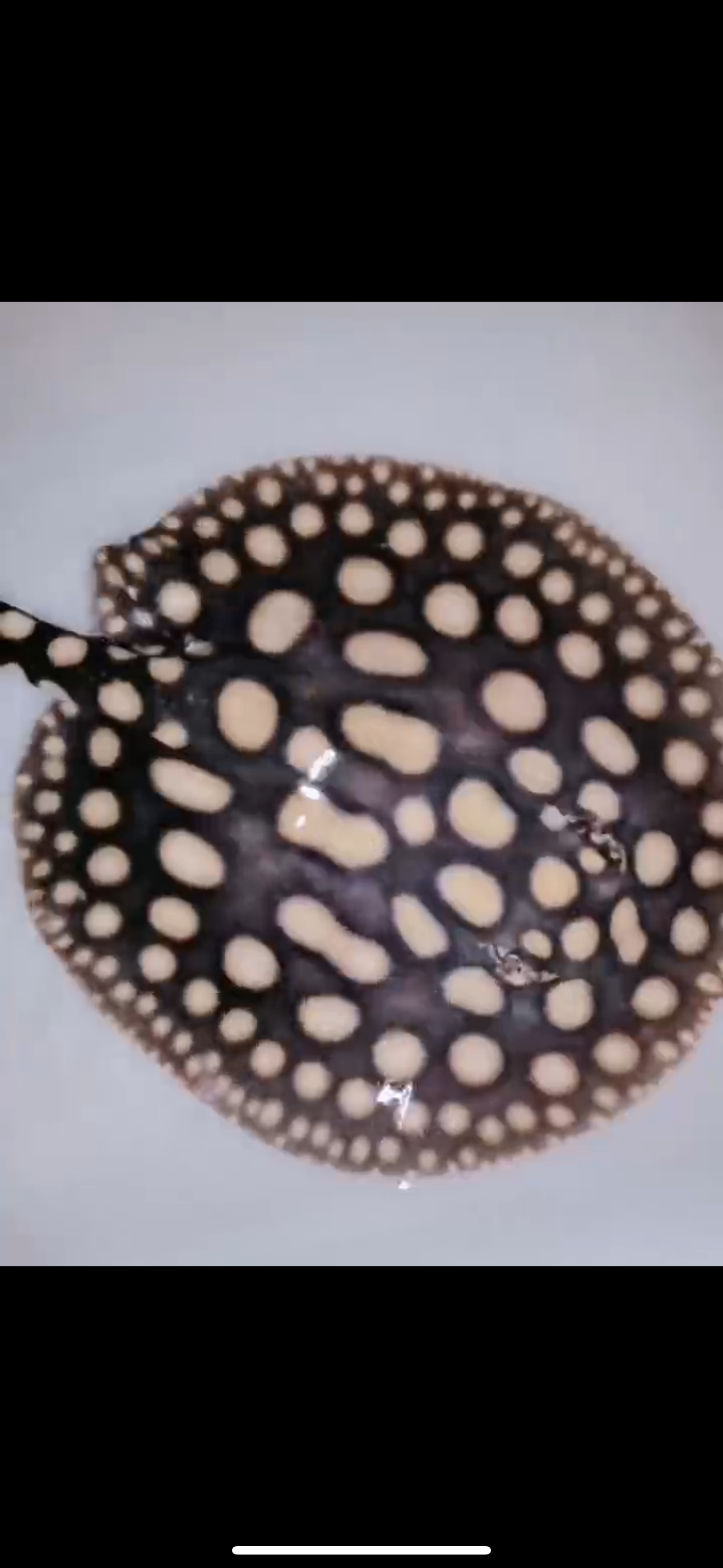 Freshwater stingray black diamond  male 6inch