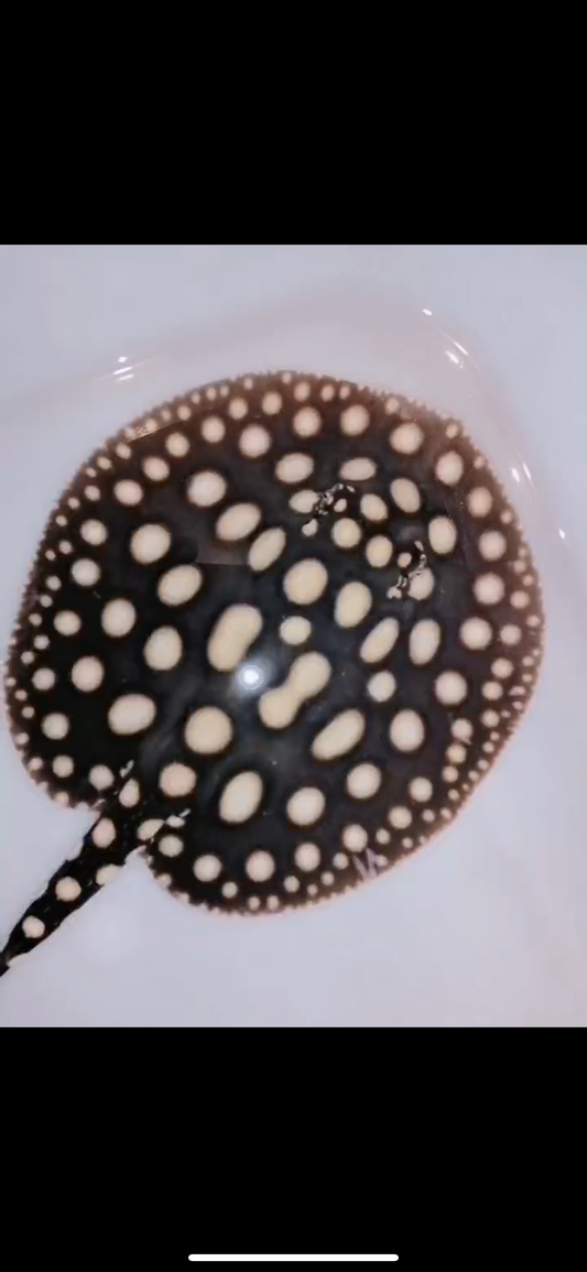 Freshwater stingray black diamond male 6inch