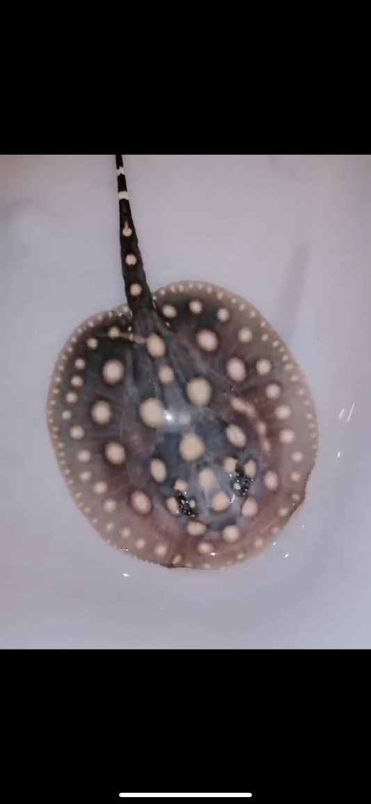 Freshwater stingray black diamond female 5inch