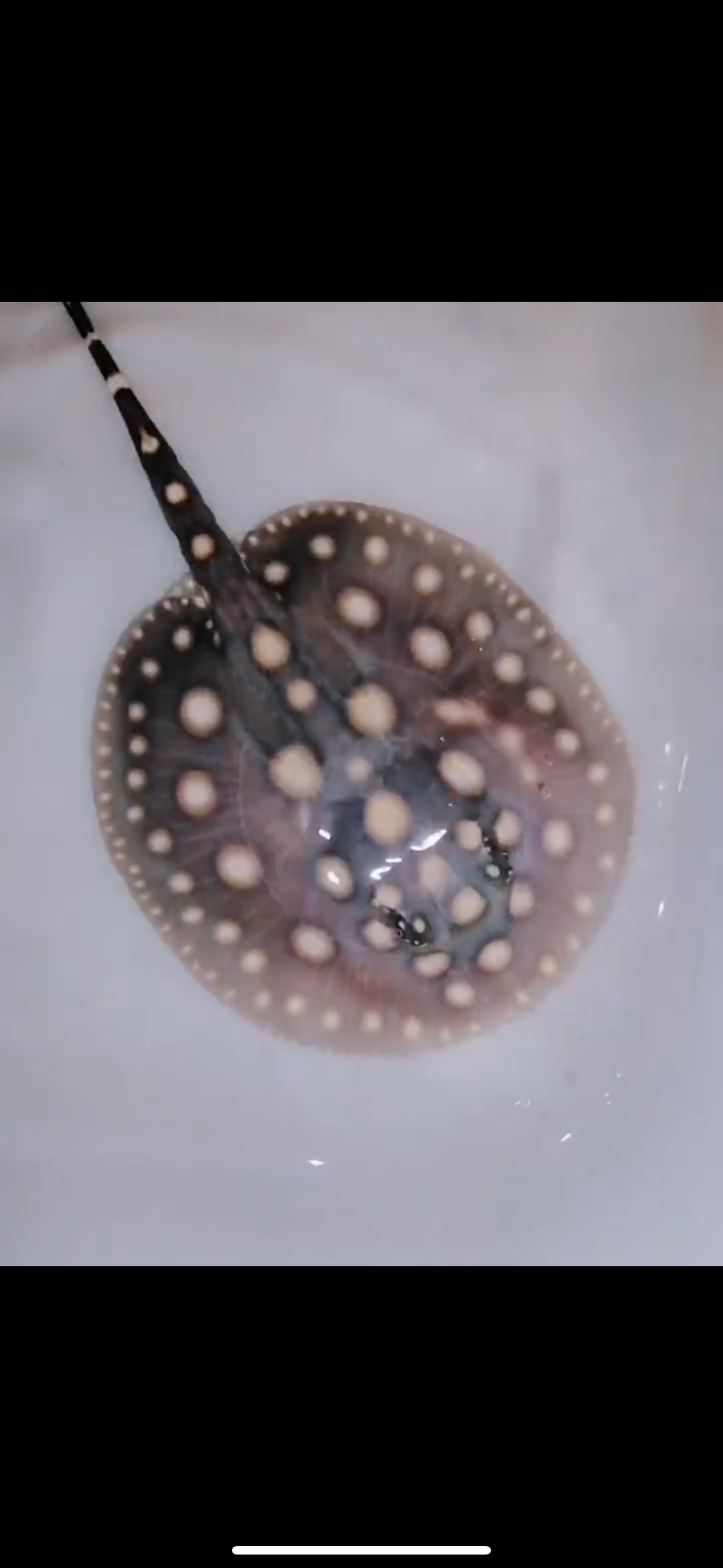 Freshwater stingray black diamond female 5inch