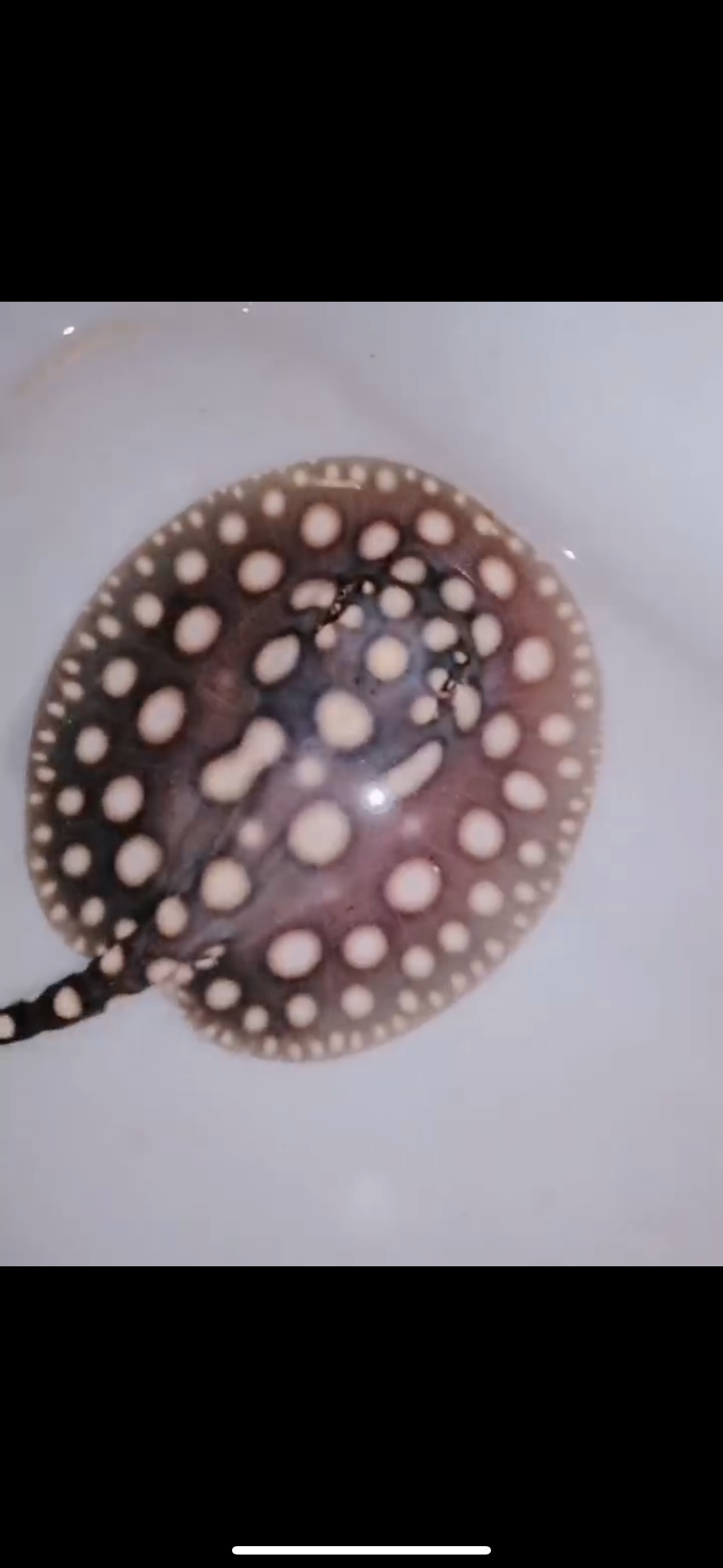 Freshwater stingray black diamond female 5inch