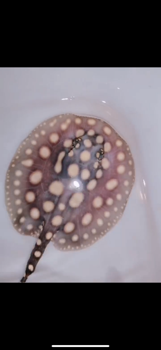 Freshwater stingray black diamond male 5inch