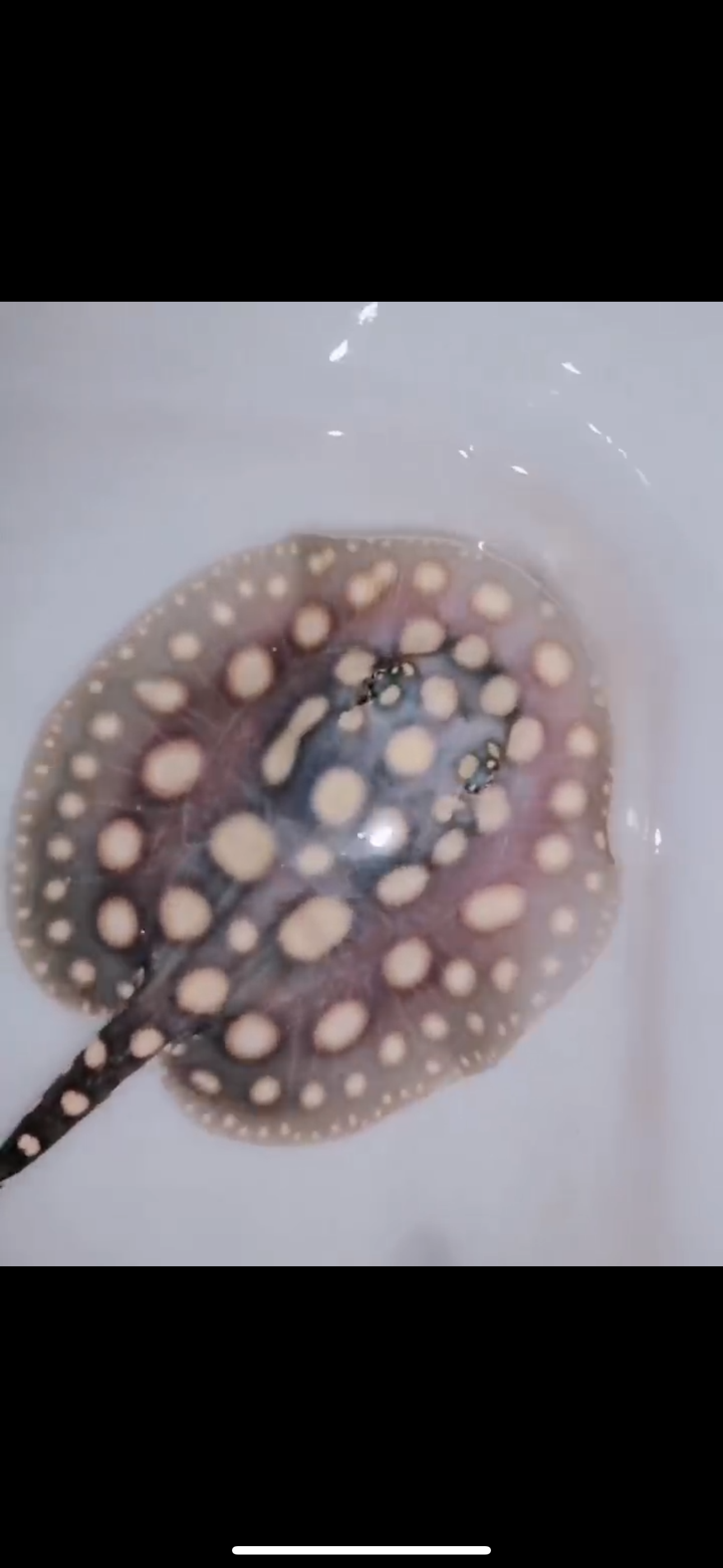 Freshwater stingray black diamond male 5inch