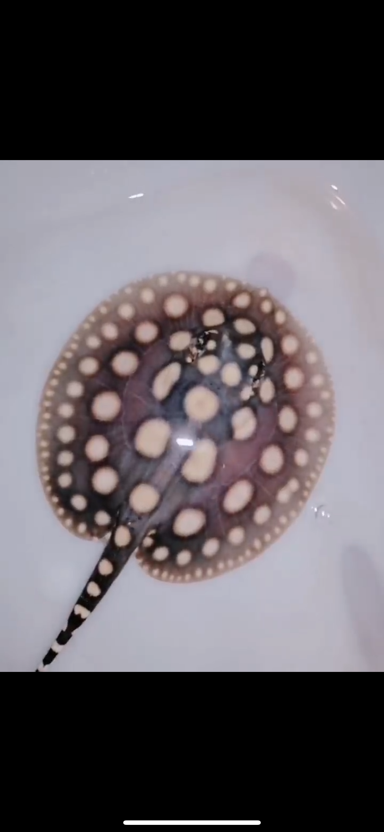 Freshwater stingray black diamond male 5inch