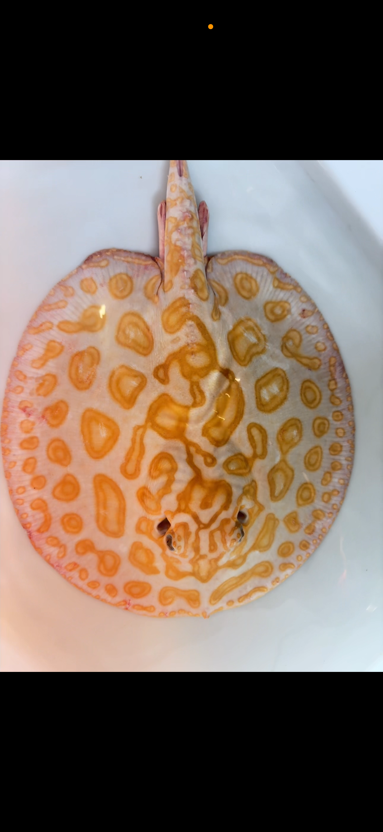 Freshwater stingray black diamond hybrid breeder male