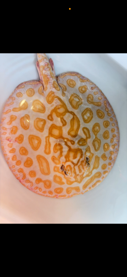 Freshwater stingray black diamond hybrid breeder male