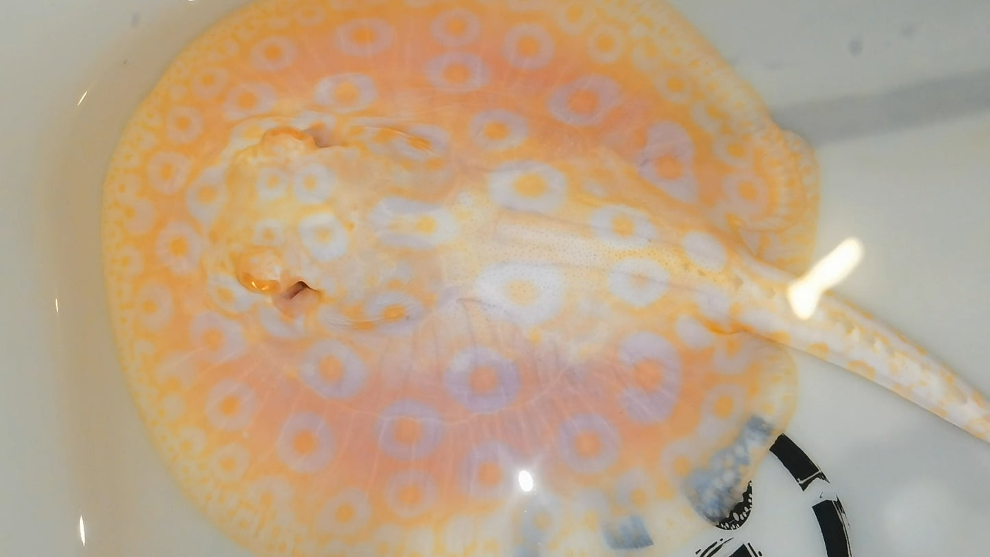 Freshwater stingray goldenbase pearl albino male 6inch
