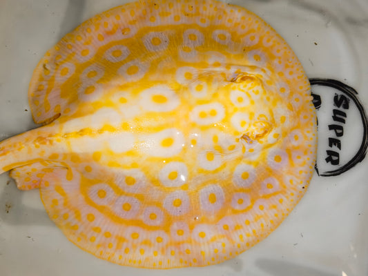 Freshwater stingray goldenbase pearl albino  female 8-9inch