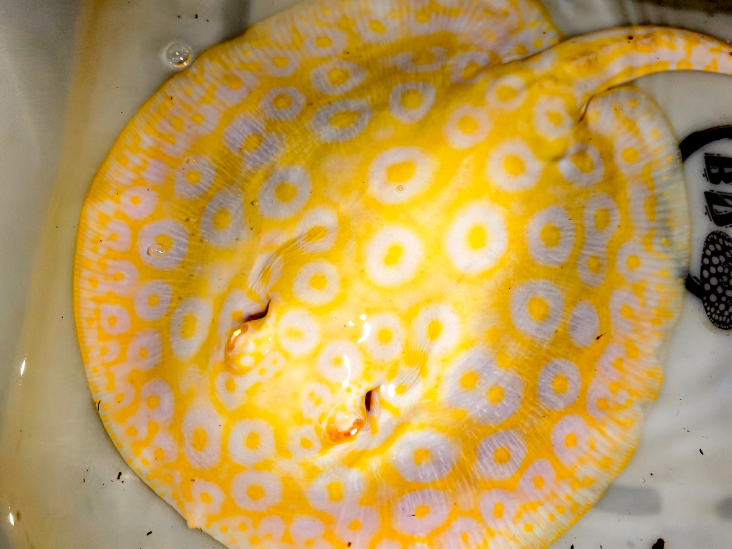 Freshwater stingray goldenbase pearl albino  female 8-9inch