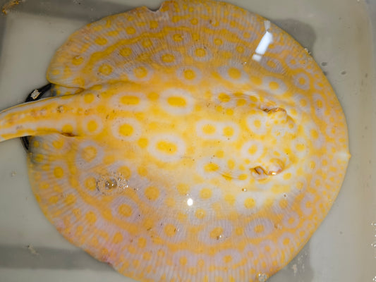 Freshwater stingray goldenbase pearl albino  male 9-10inch