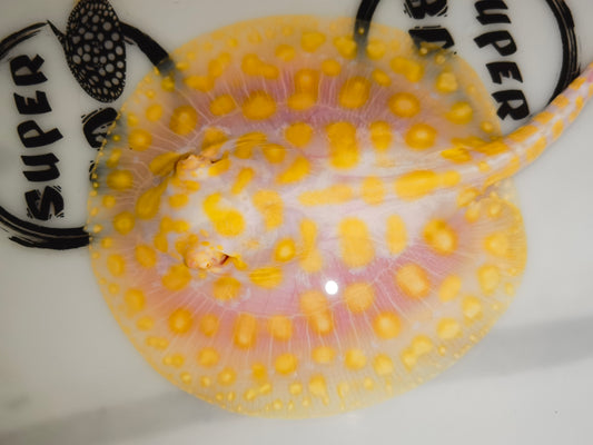 Freshwater stingray goldenbase black diamond hybrid albino female 5inch