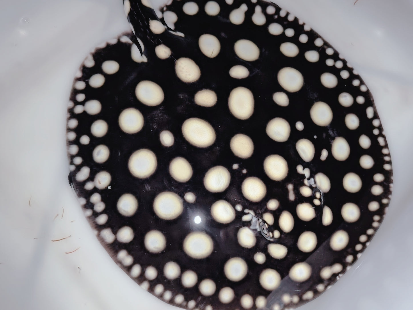 Freshwater stingray black diamond female 8inch