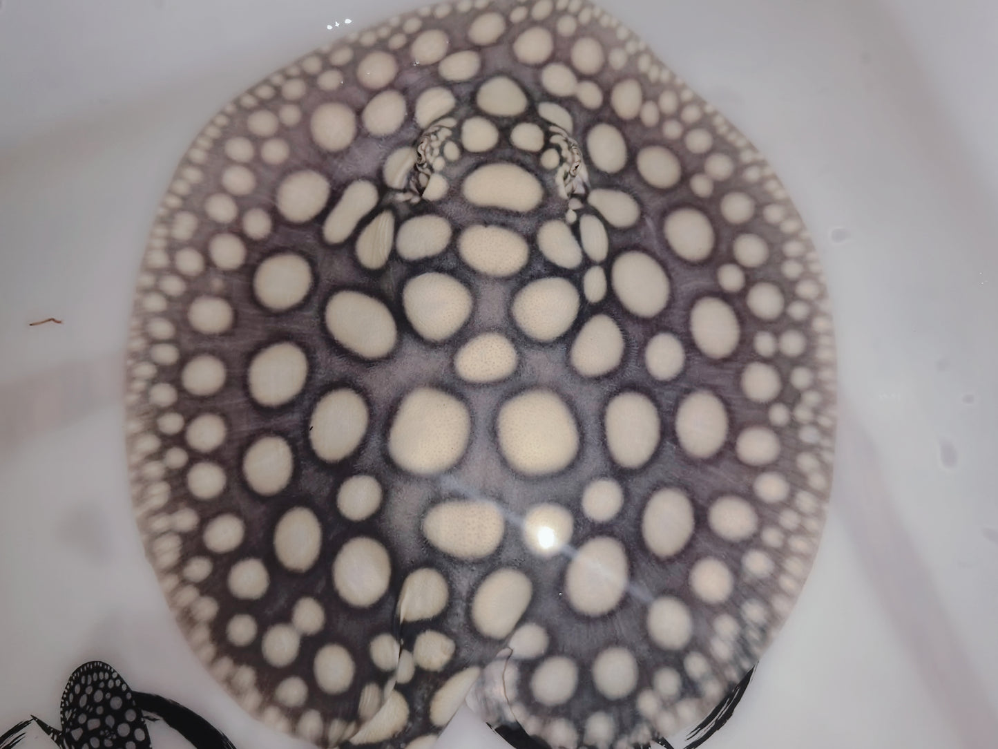 Freshwater stingray black diamond male 7inch